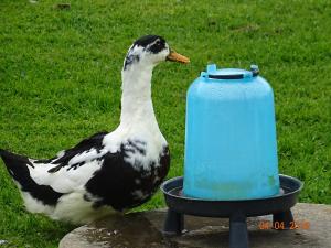 a duck is standing next to a blue container at La ferme aux chats in Formigny