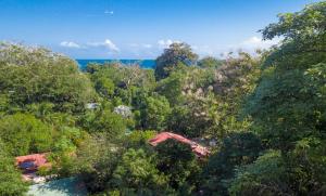ein Wald von Bäumen mit dem Ozean im Hintergrund in der Unterkunft Cabinas Iguana Cahuita in Cahuita