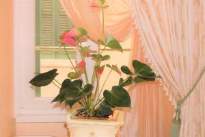 une plante dans un pot à côté d'une fenêtre dans l'établissement Fiore d'arancio Luxury City Center Apartment, à Vérone