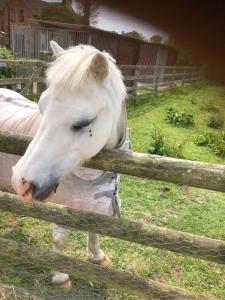 een wit paard dat over een houten hek kijkt bij Shirley Lane in Ashbourne