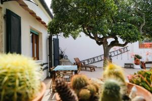 un gruppo di cactus in un cortile con un albero di Padulella Mare by HelloElba a Portoferraio