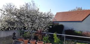 ein blühender Baum in einem Garten neben einem Zaun in der Unterkunft chambre d'hôte - La ruche des Bleuets in Mulsanne