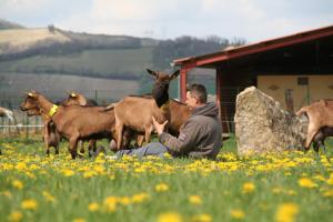 un homme assis dans un champ avec un troupeau de chèvres dans l'établissement Chevrerie des Oliviers, à Saint-Georges-sur-Allier