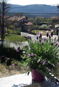 garnek fioletowych kwiatów na gzymsie w obiekcie moonflower w mieście Pliskovica