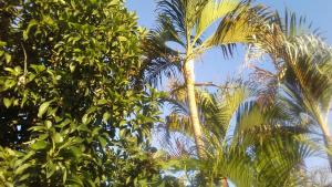 比利亞維哈的住宿－POSADA VILLATOURS，蓝天的棕榈树群