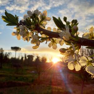 Fotografija v galeriji nastanitve Podere La Vigna Locazione Turistica v mestu Orvieto
