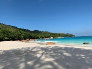 a shadow of a tree on a beach at Le Chevalier Bay Guesthouse in Anse Lazio