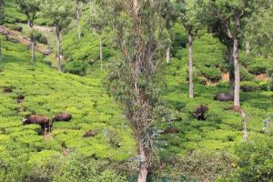 Fotografie z fotogalerie ubytování Rustling River Resort v destinaci Ooty