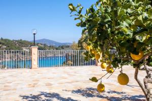 a lemon tree on a patio next to a pool at Residenza il Gabbiano in Capoliveri