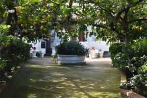 a garden with a tree with fruits on it at De Gregorio in Massa Lubrense