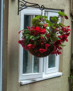 a basket of red flowers hanging from a window at Percy Terrace Bed and Breakfast in Alnwick