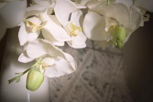 a vase with white flowers in it at Hotel Villa Margherita in Quercianella