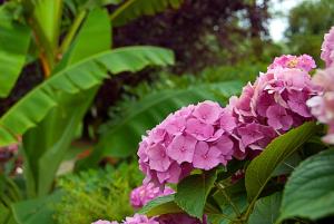 een bos roze bloemen met groene bladeren bij Casa del Pino in Borgo a Buggiano