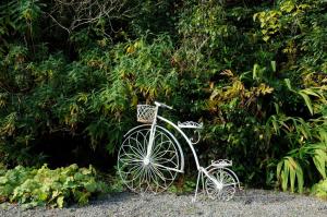 a cat sitting on top of a bicycle next to a forest at Cashel House Hotel in Roundstone
