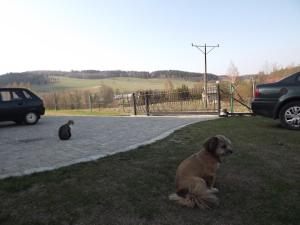 Domáce zviera alebo zvieratá hostí v ubytovaní Apartament Fenowe Wzgórze