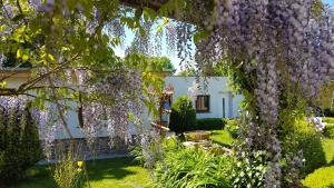 ogród pokryty wisterią przed białym domem w obiekcie Ferienbungalow Kranich w mieście Bartelshagen