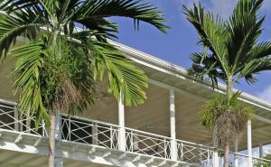 a palm tree in front of a house at Polkerris Bed & Breakfast in Montego Bay