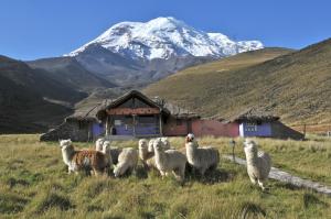 a herd of sheep standing in a field with a mountain at Chimborazo Lodge in Chimborazo