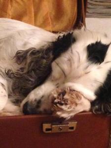 a cat laying on top of a suitcase at Ma maison de couture in Urval