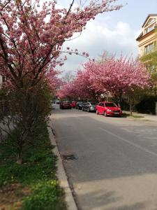 a street with flowering trees and cars parked on the street at Irena's Home away from home in Zagreb