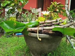 Zahrada ubytování Made Roejas Homestay