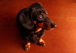 a small black and brown dog sitting on a red floor at Ambience Inn in White River