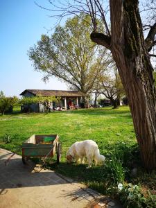 a white dog grazing in the grass next to a tree at Agriturismo Elianto in Ravenna