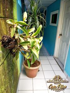Una planta en maceta colocada sobre un suelo de baldosas junto a una puerta. en HOSTAL Casa "PILAR", en Masaya
