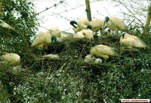 un groupe d’oiseaux nichant dans un arbre dans l'établissement Grassroots Wayanad, Valley-view Tents, à Vythiri