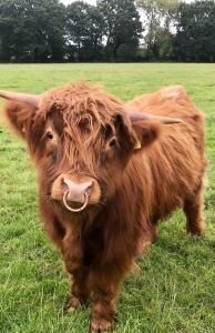 ノース・ウォルシャムにあるThe Earsdon Annexeの草原に立つ褐色の牛