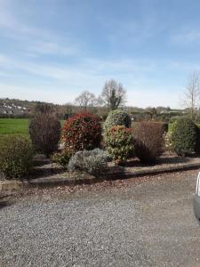a row of bushes in a yard with a car at Aunt Mollie's Cottage in Coalisland