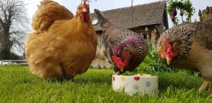 zwei Hühner, die Essen aus einer Schüssel im Gras essen in der Unterkunft The Dorm Bed and Breakfast in Eccleshall