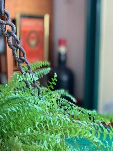 a close up of a green plant with a chain at Le Residenze dei Serravallo in Trieste