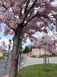 a tree with pink flowers on a street at Apartmány na Vršku in Pilsen