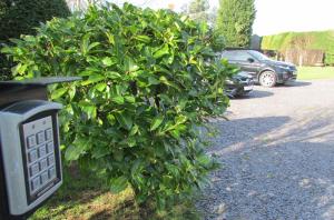 a green bush next to a parking lot with a car at Willow Lodge Hambleton in Poulton le Fylde