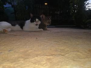 Ospiti di Alass Ga For Pets Lovers con animali domestici