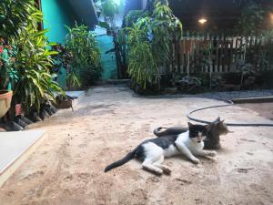 Ospiti di Alass Ga For Pets Lovers con animali domestici