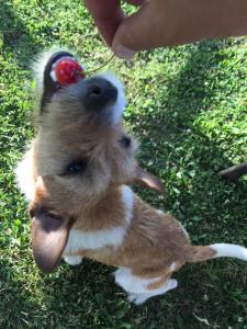 Gallery image of Agriturismo Fiorella in Camigliatello Silano