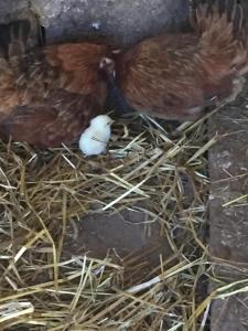 due polli sono in piedi in un mucchio di fieno di Agriturismo Fiorella a Camigliatello Silano