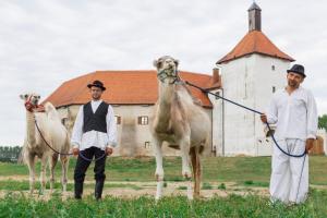 Zvieratá v apartmáne alebo blízkom okolí