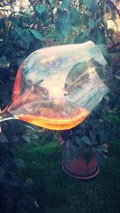 Foto dalla galleria di Cabernet Tali a Telavi