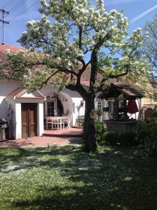 Zahrada ubytování Bed & Breakfast Chez Lips