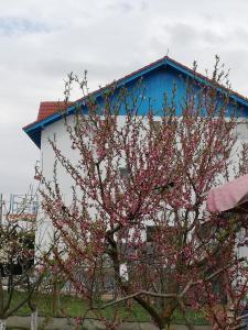 a tree with pink flowers in front of a building at Pensiunea Harttas in Maliuc