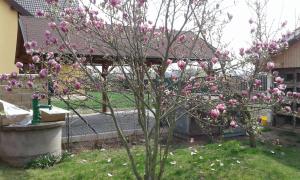 プラハにあるPenzion u Ježkůの庭にピンクの花が咲く木