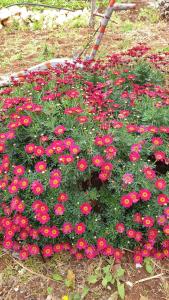 a bunch of red flowers in a garden at Villa Rosalba in Polignano a Mare