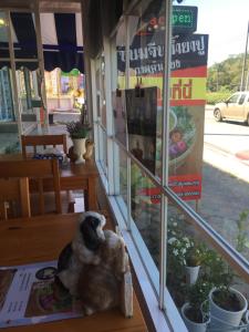 uma estátua de um cão sentado em frente a uma loja em Chiangmai Family Suite-Blue eye bunny em Chiang Mai
