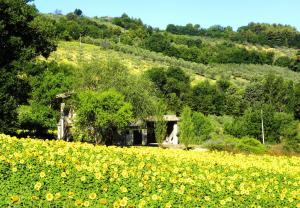 a field of yellow flowers in front of a building at Appartamenti Verde Collina Umbra in Bevagna