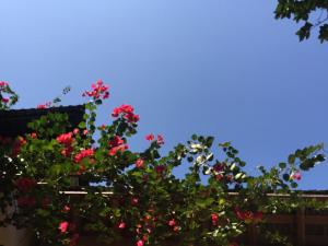 a bush of red flowers against a blue sky at Zen Box House in Yangshuo