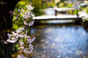 京都高濑川别邸外面的花园