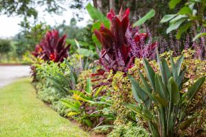 a row of plants with purple and red flowers at Andasibe Lemurs Lodge in Andasibe